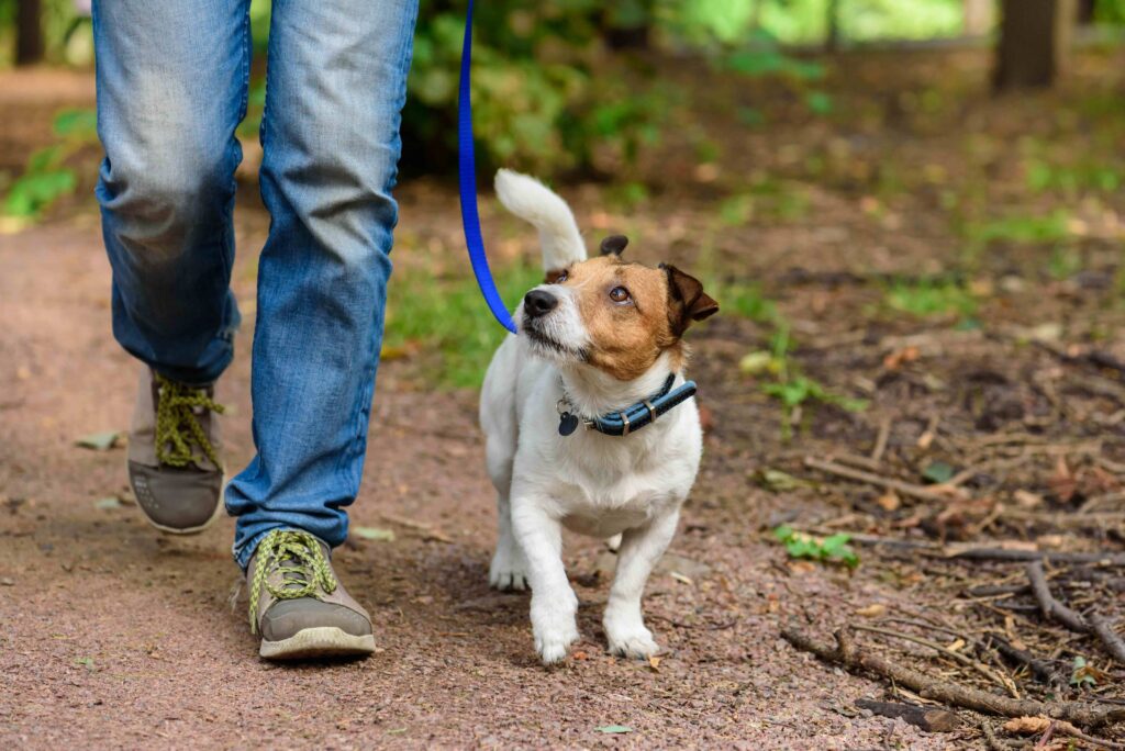 Ticks and fleas