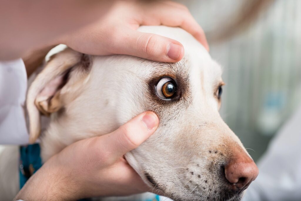 Ticks and fleas